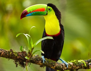 Toucan Play That Game When It Comes to Identifying These Birds